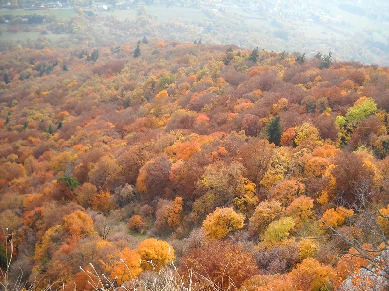 Encore la forêt ! (depuis R2)