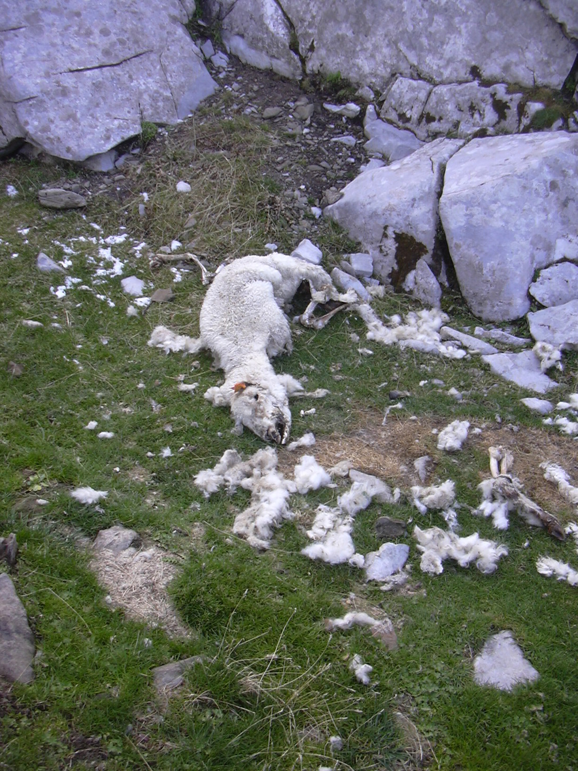 trace du loup