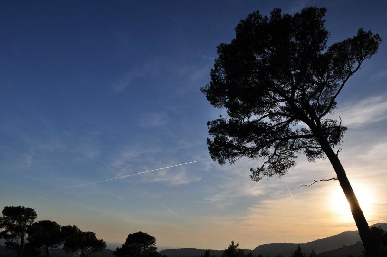Soleil et pin qui déclinent vers la Gardiole