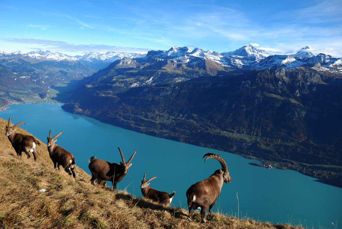 Lac de Brienz, depuis de l'arête du Brienzergrat