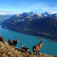 Lac de Brienz, depuis de l'arête du Brienzergrat