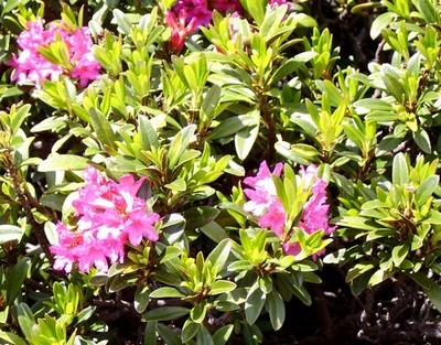 VANOISE_Rhodendron ferrugineux