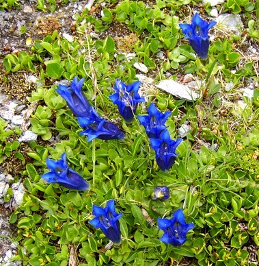 VANOISE_gentiane
