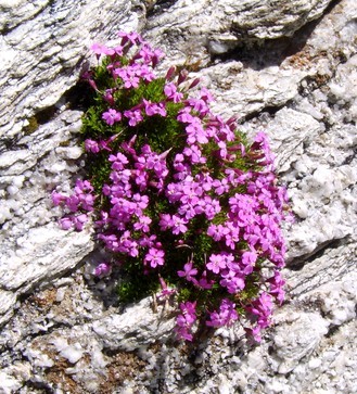 VANOISE_Saxifrage