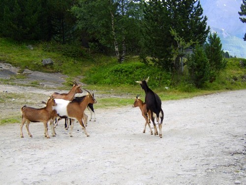 VANOISE_des biques en pleine démonstration...à l'entrée du Parc