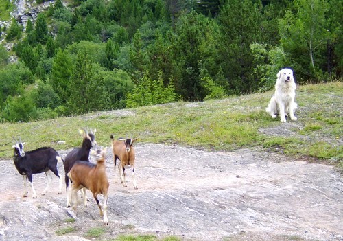 VANOISE_un brave patou et celui-ci est bienveillant (Aussois, plan d'aval)
