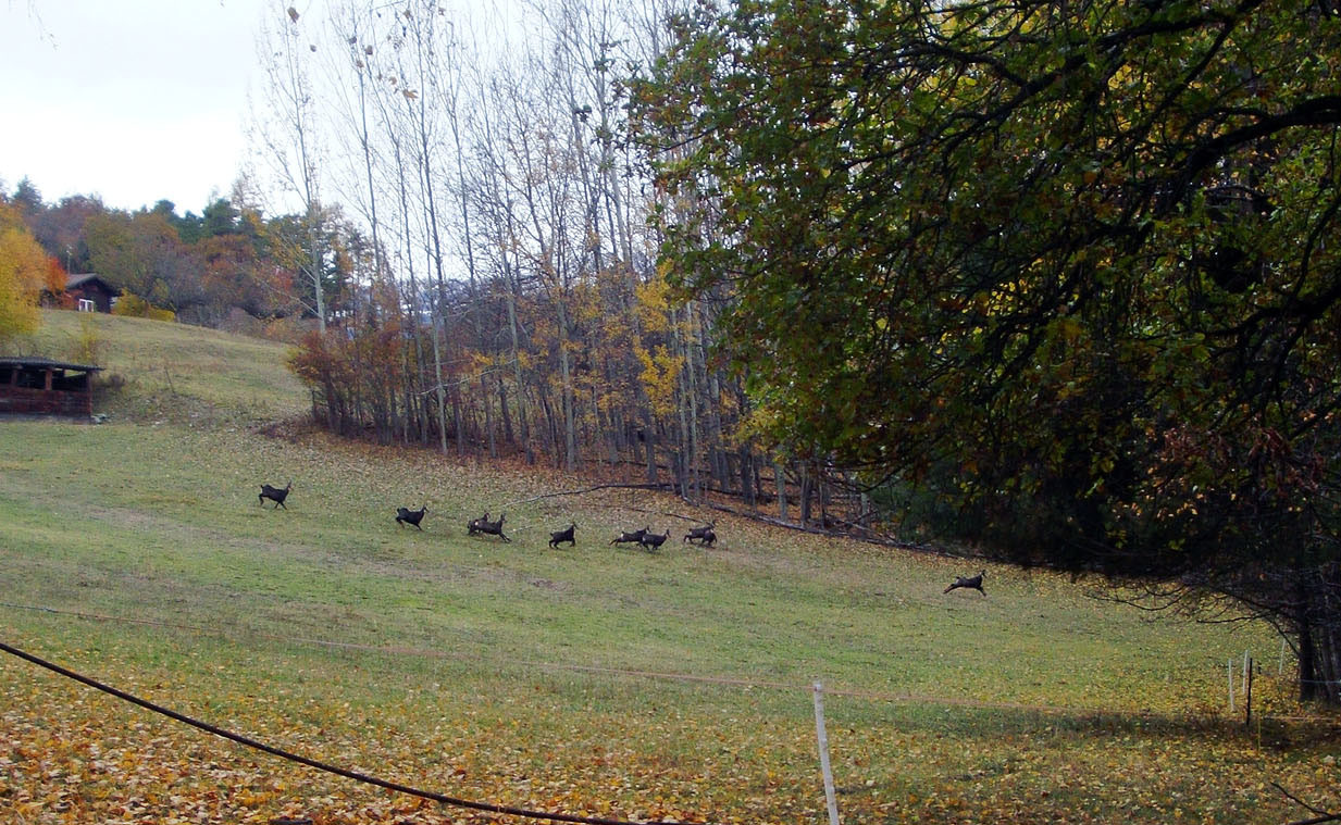 Chamois à Briey