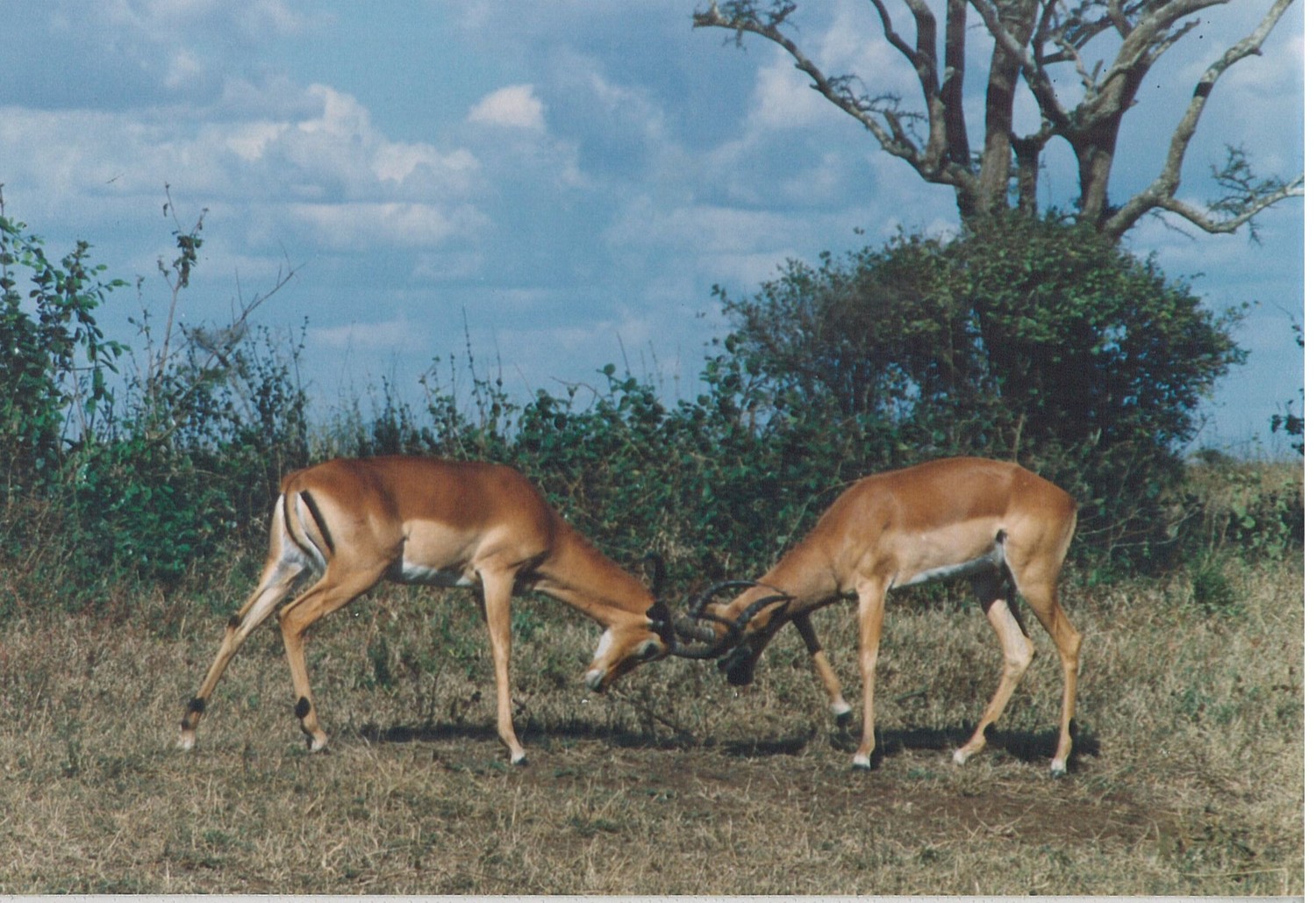 Gazelles