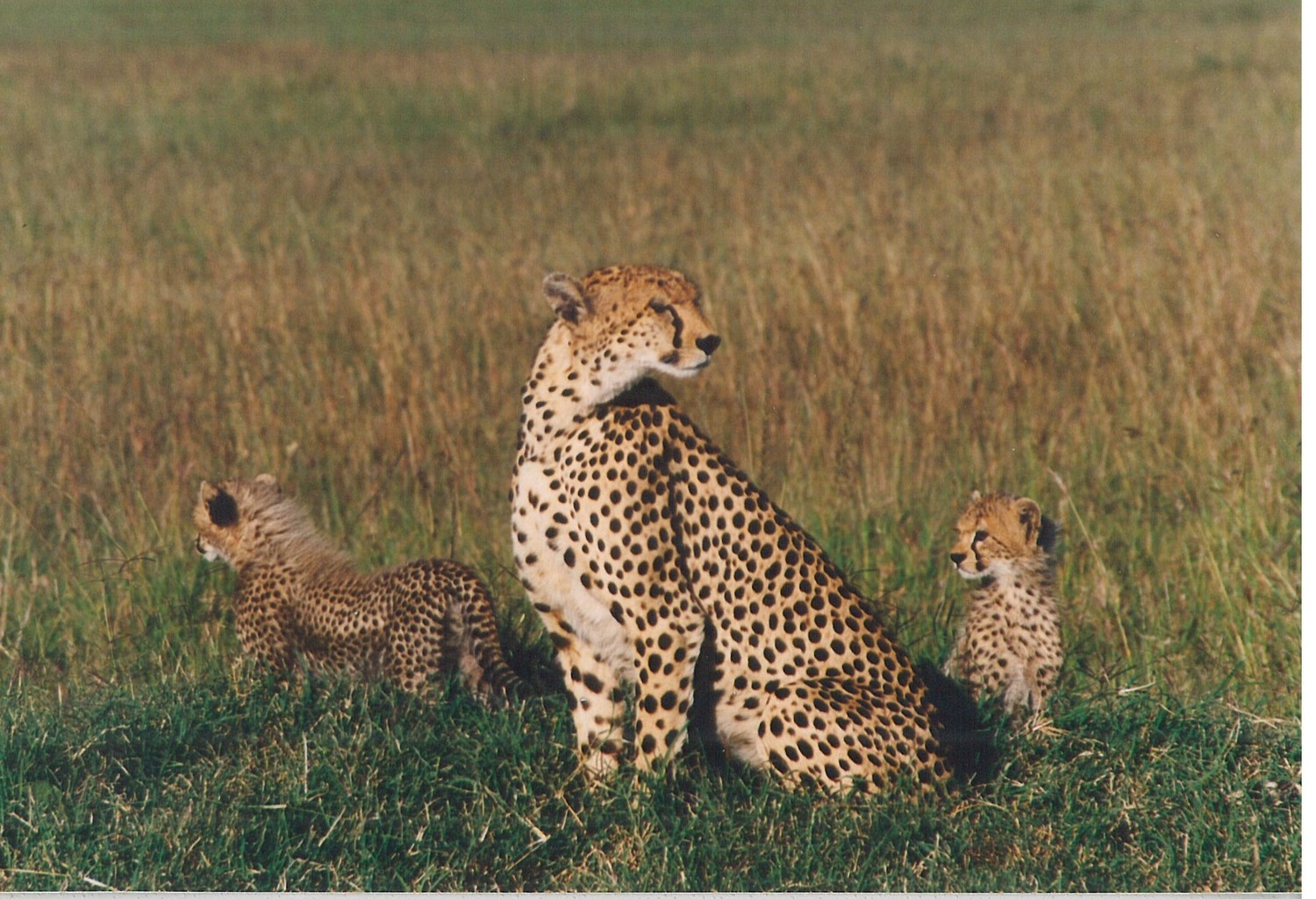 Guépard
