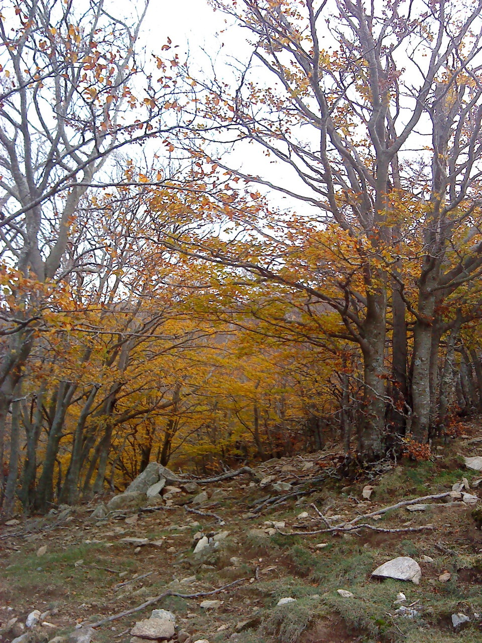 Arbres