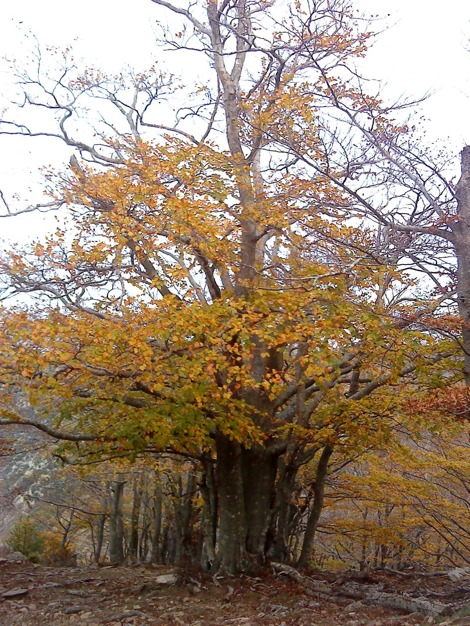 Les arbres