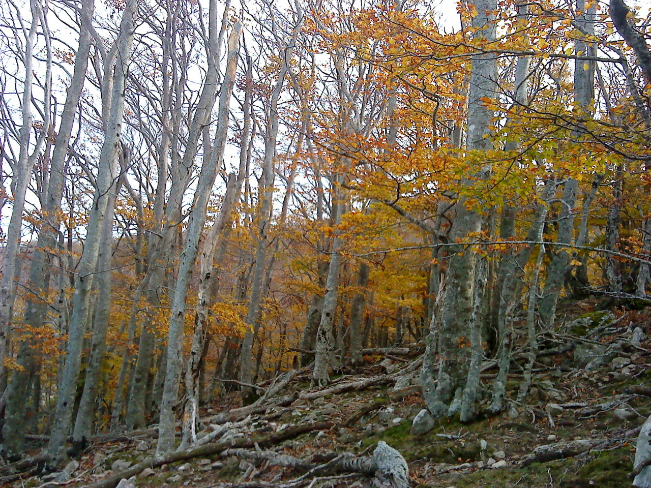 Les arbres