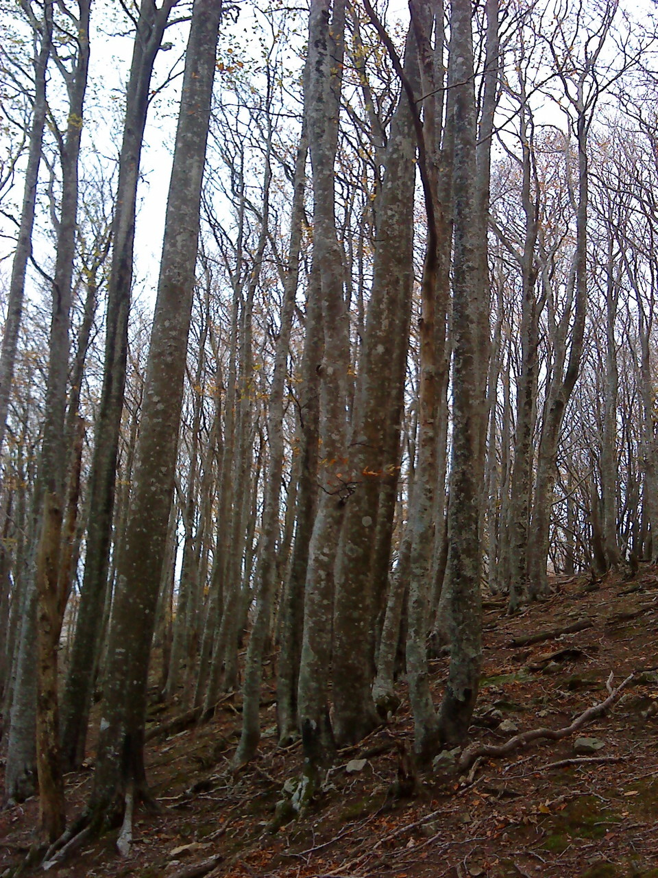 Les arbres