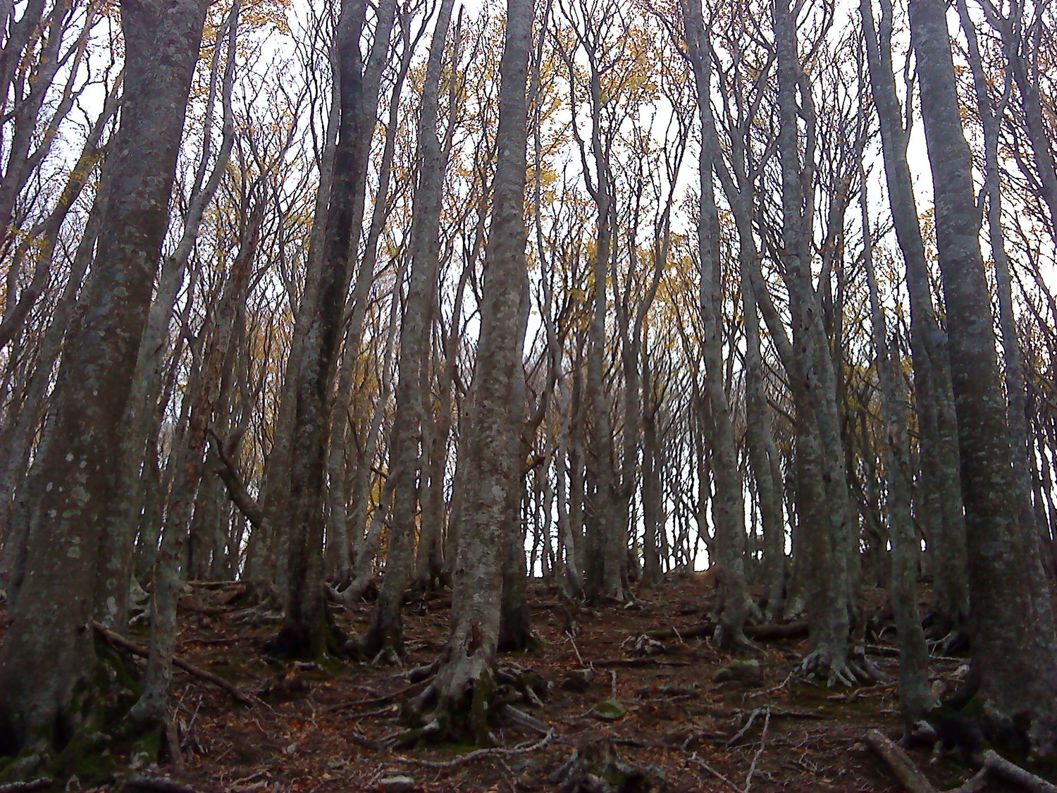 Les arbres