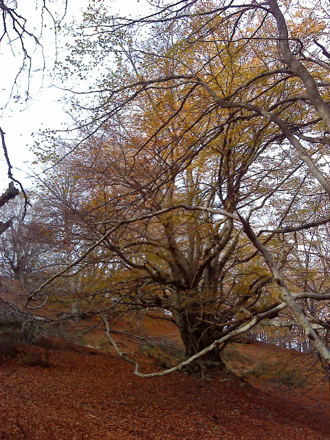 Arbres