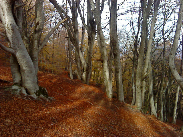 arbres