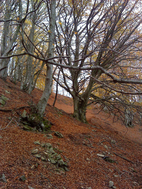 arbres
