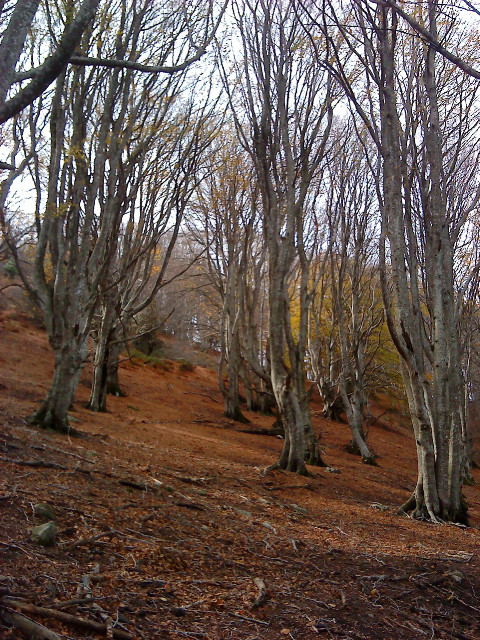 Arbres