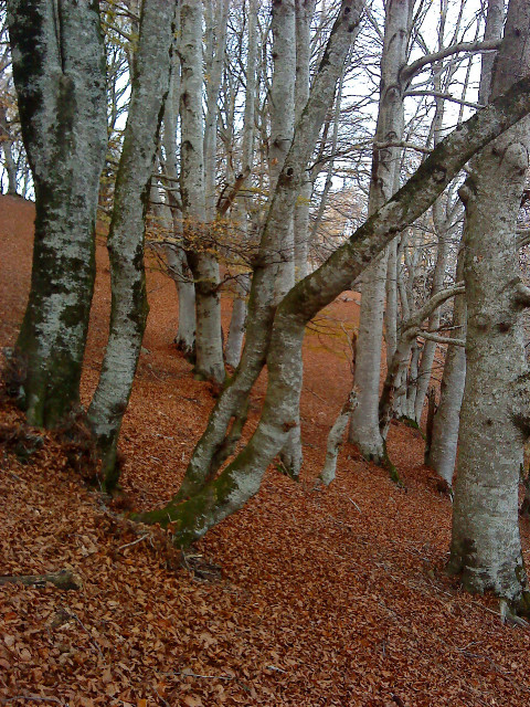 arbres