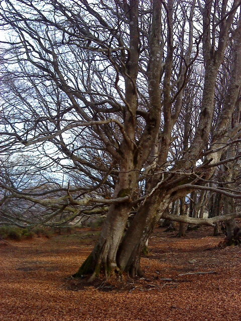 Arbres