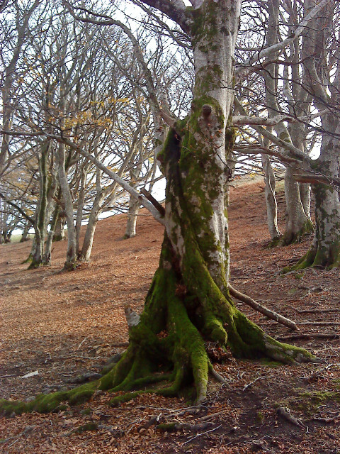 Arbres