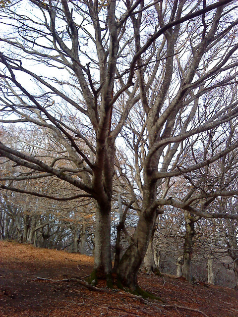 Arbres