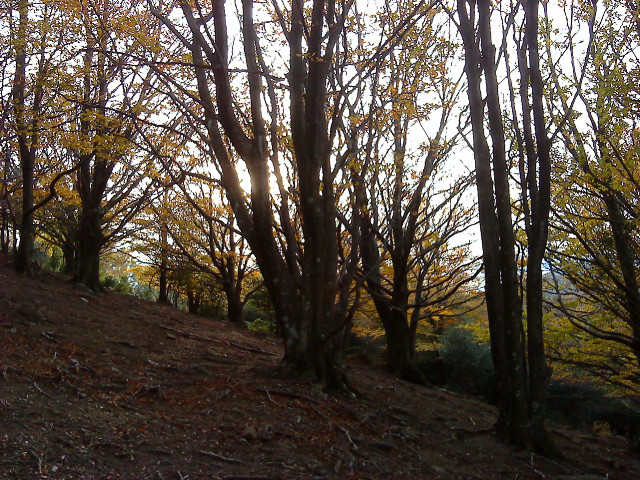 Arbres