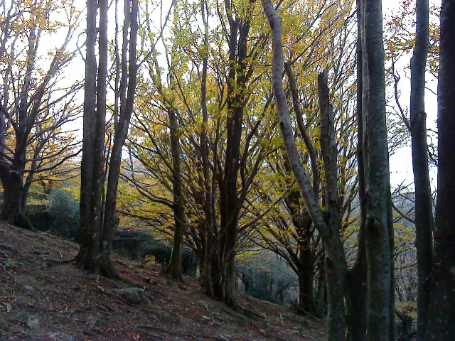 Arbres
