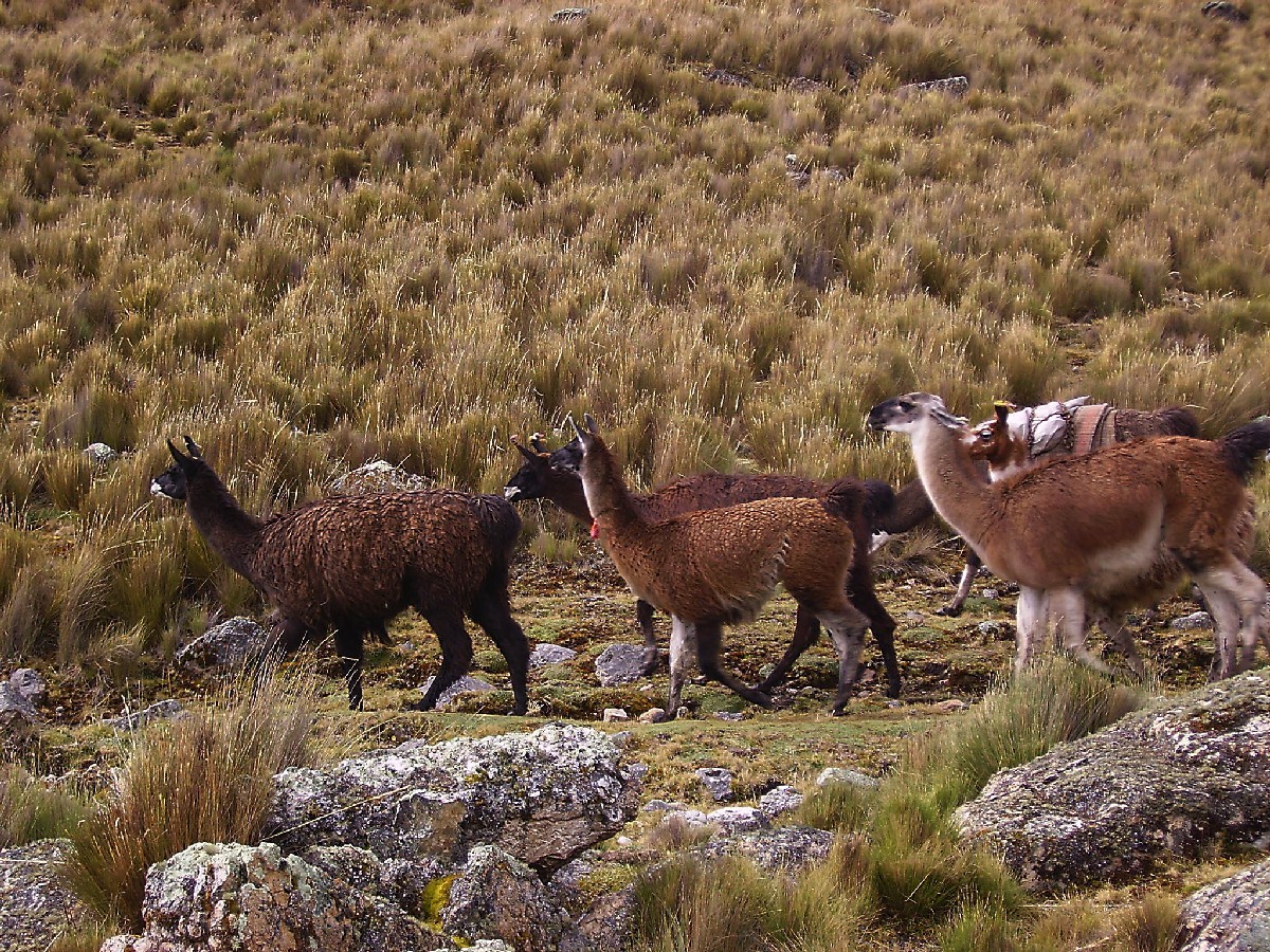 Sur le Tour de Huayhuash