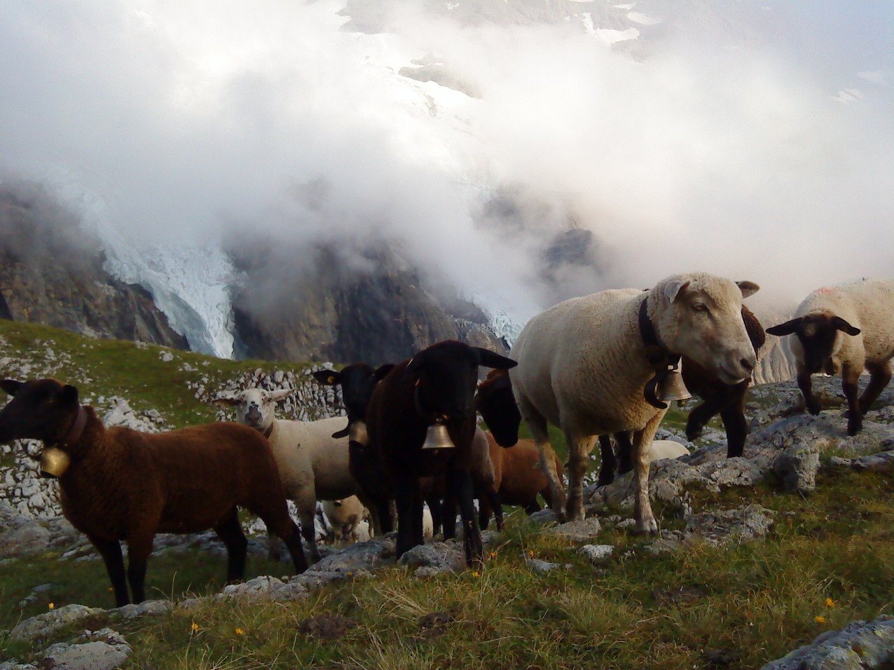 en montant à la Bluemlisalp, Oberland bernois