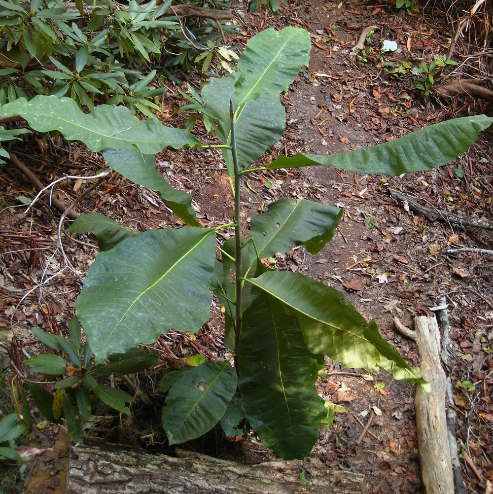 Big-leaf magnolia (Magnolia macrophylla), Red River Gorge, USA