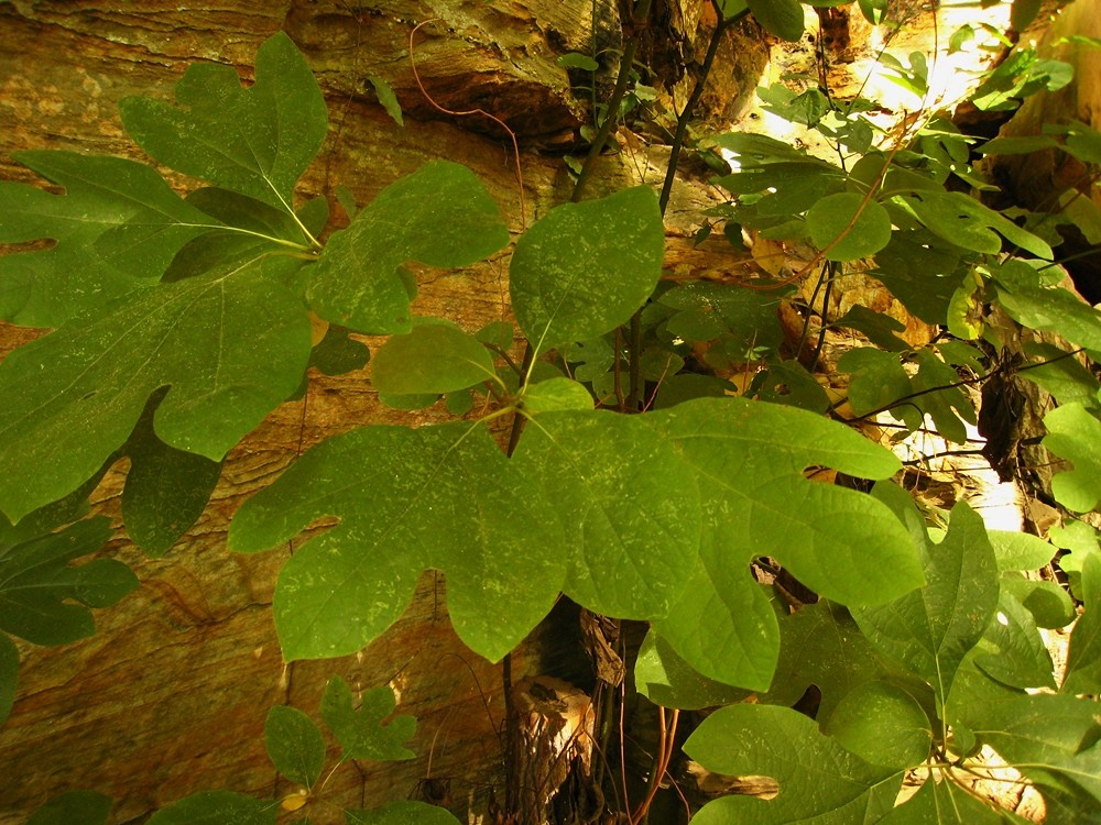 Sassafras (Sassafras albidum), Red River Gorge, USA