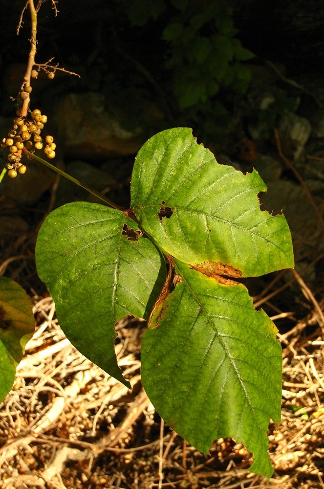 Poison-Ivy (Toxicodendron radicans), Red River Gorge, USA