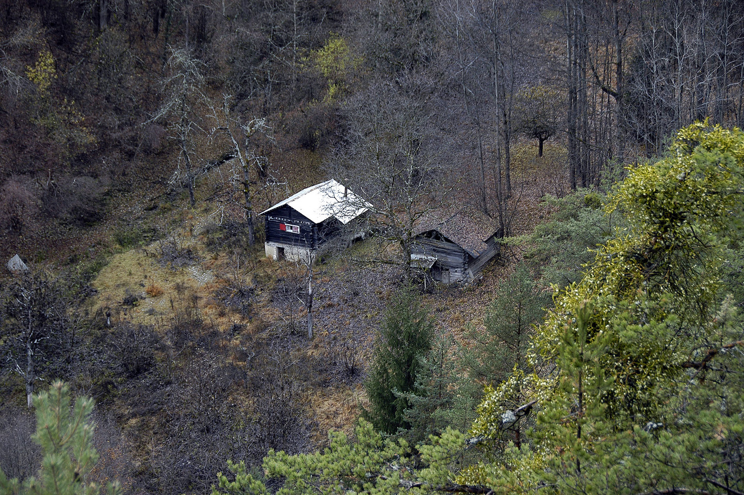 Crouja