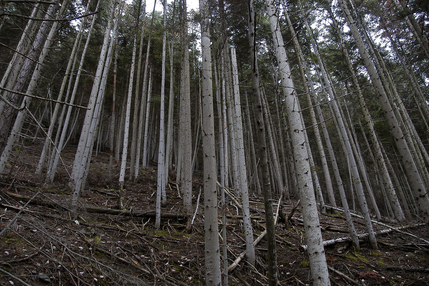 Belle forêt...