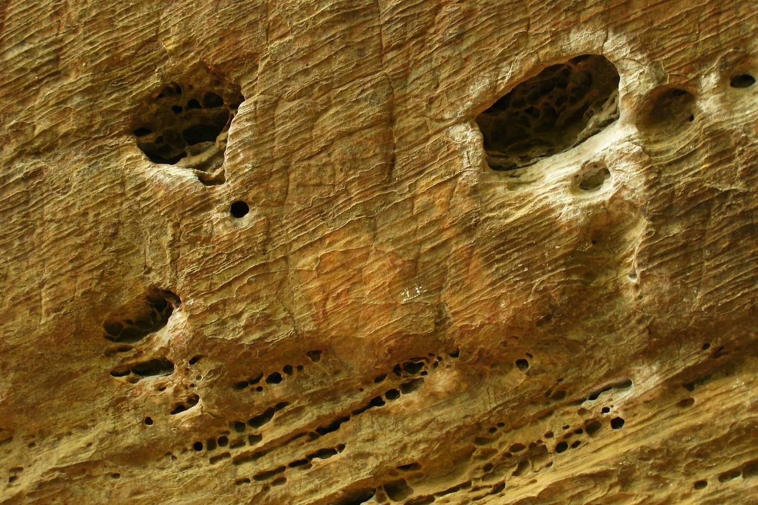 grès avec huecos, Roadside Crag, Red River Gorge, USA