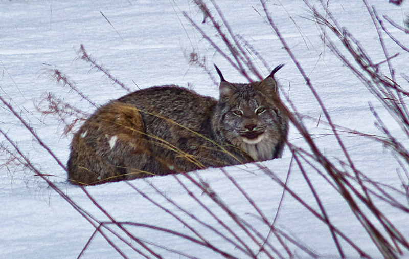 le seul etre vivant que nous ayons croise a part un loup mais un peu plus farouche