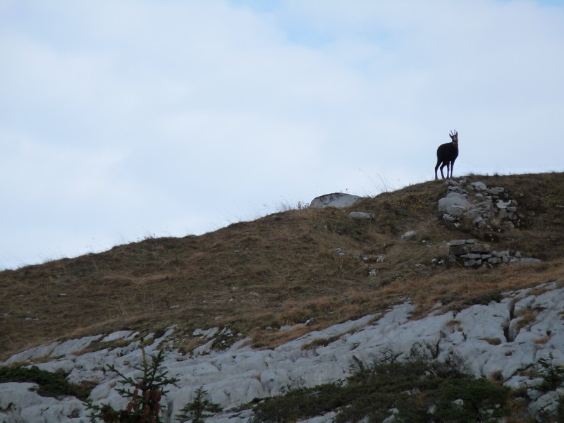 Aux aguets