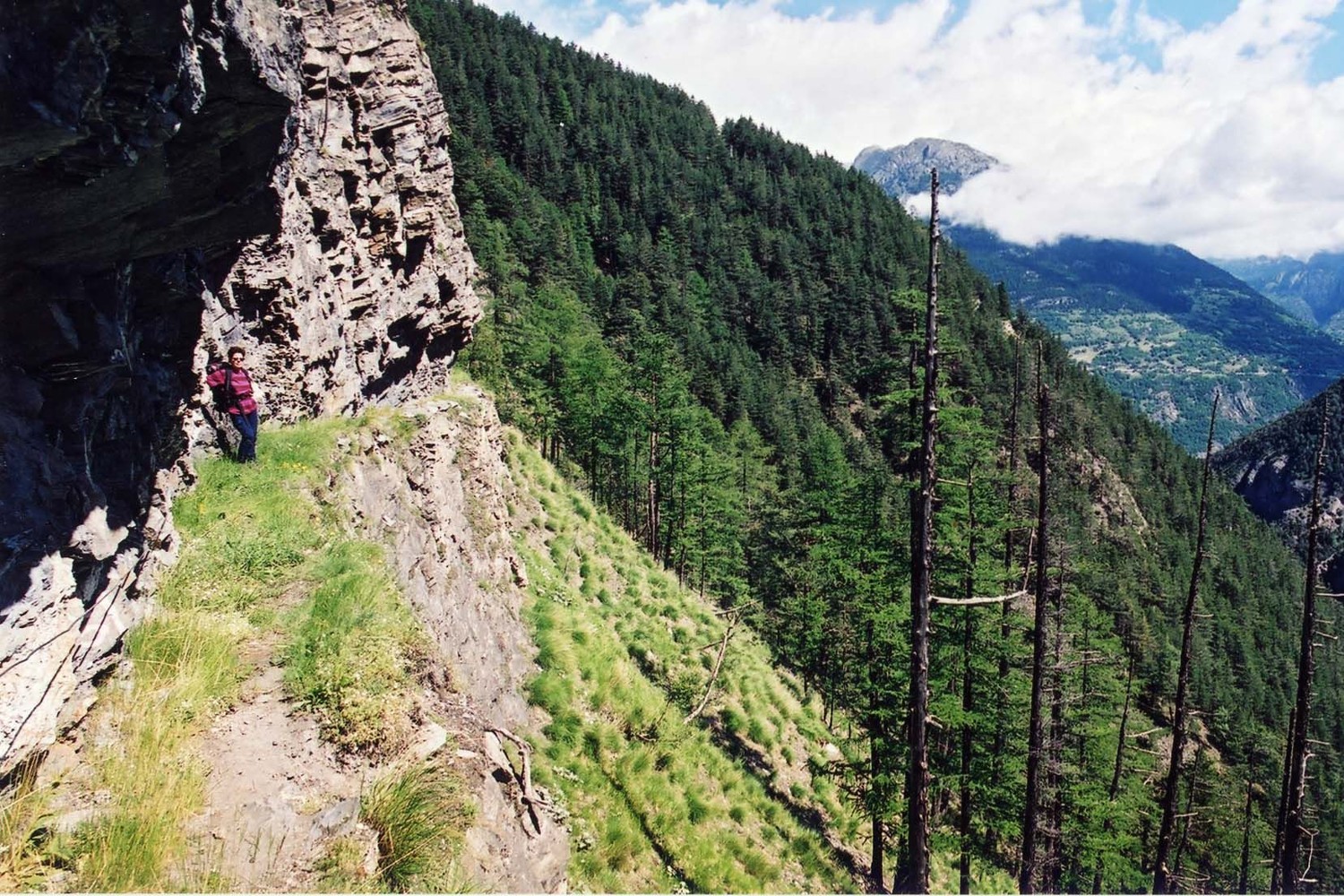 Bisse de Rohrbergeri en 2001