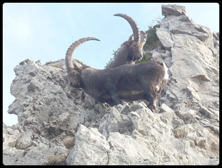 De la bestiole bien dodue dans les premirees contreforts rocheux sur l'arête