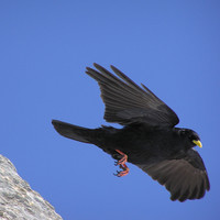 Le chocard (Noir, bec jaune et pattes rouges) et non pas le choucas (Noir et gris, pattes noires et bec noir)