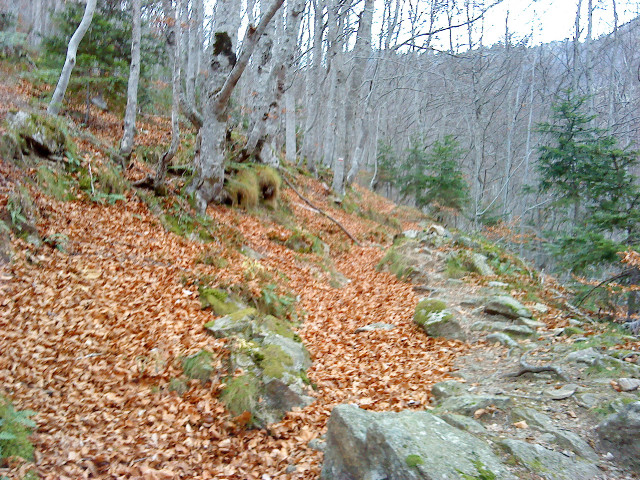 Bois des Patriques