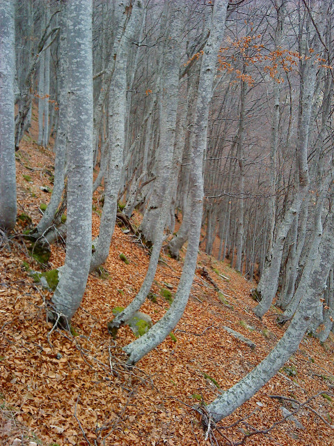 Arbres