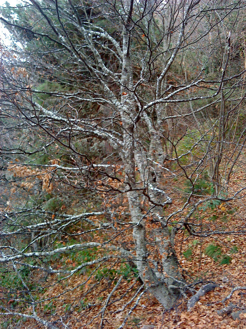 Les arbres
