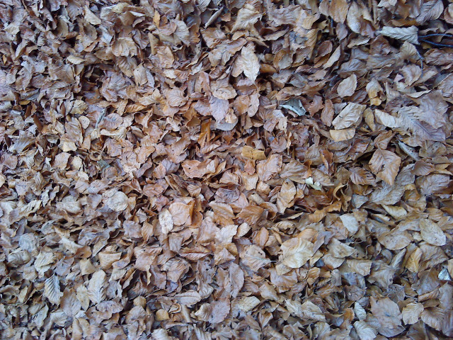 Le tapis