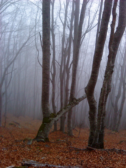 Les arbres