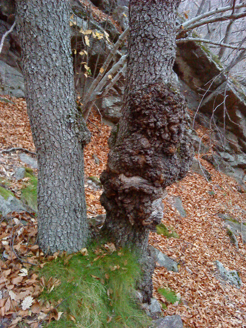 Le génie de l'arbre