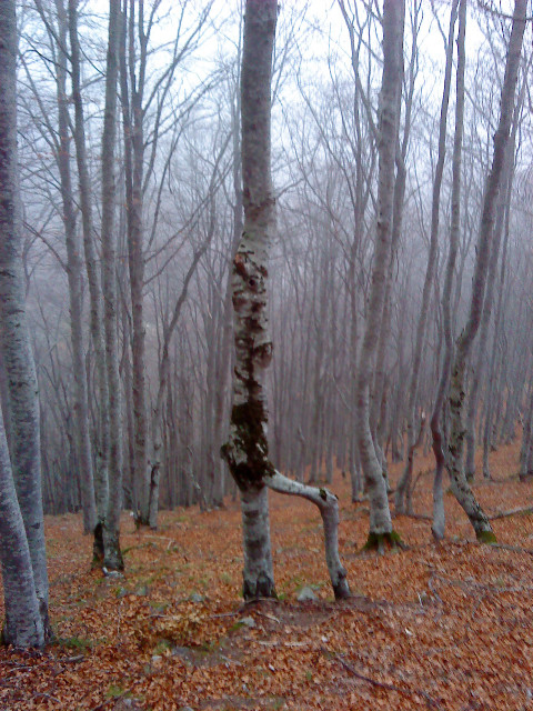 L'arbre attend