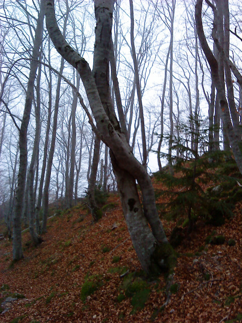 Les arbres