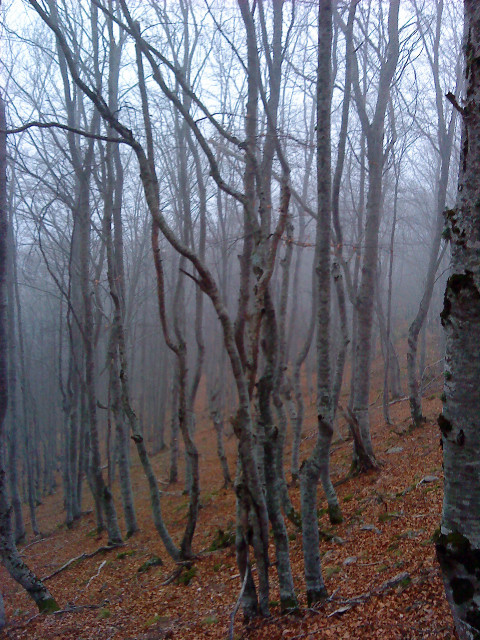 Les arbres